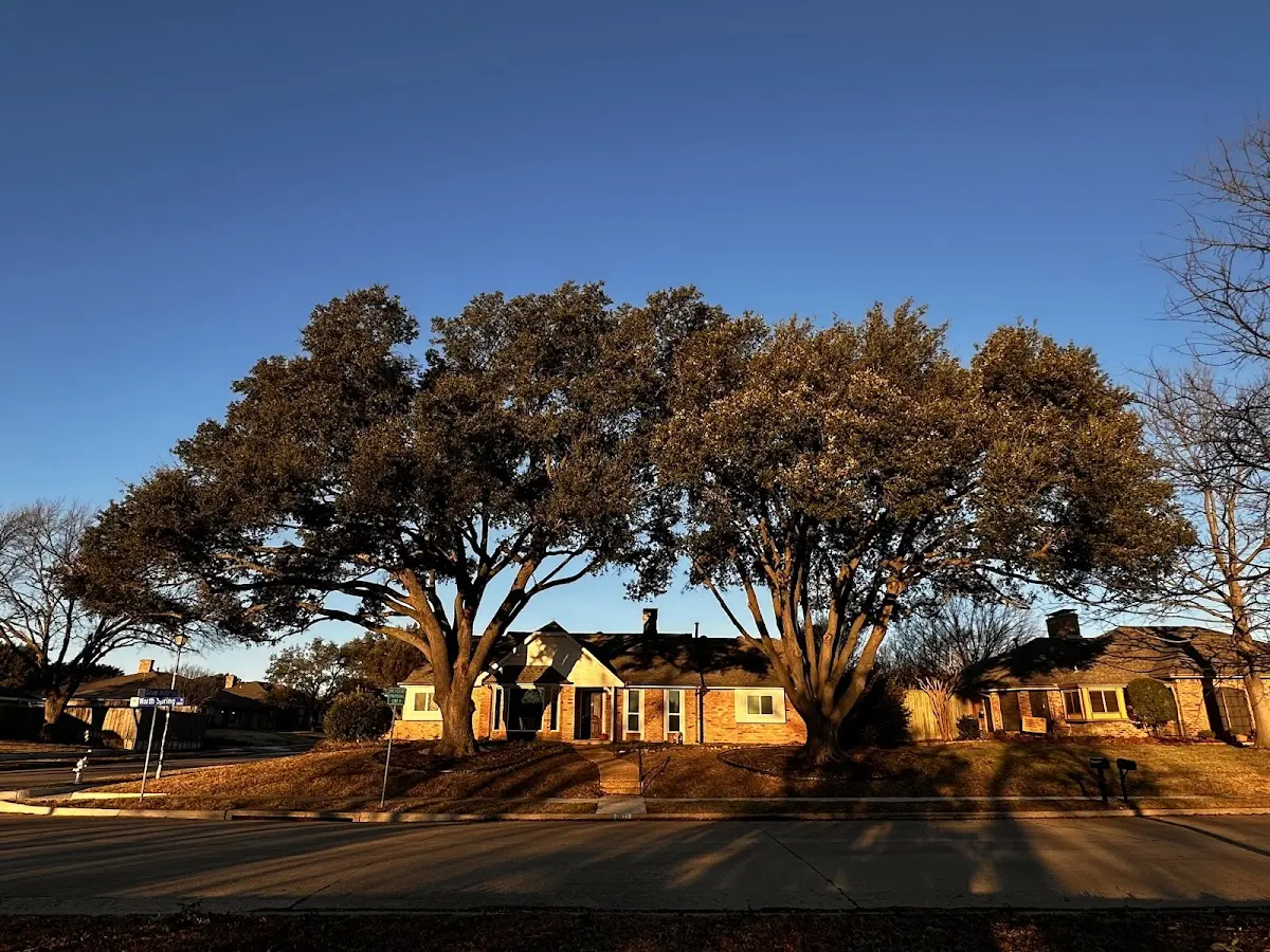 Established residential canopy tree shading a home in Lawley